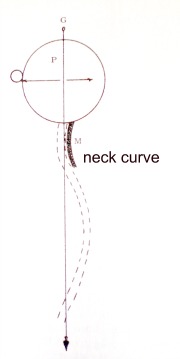 Neck curve diagram.
