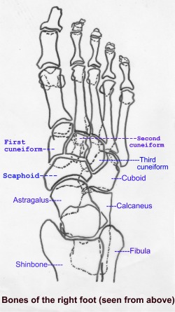 Ankle bones, in ankle sprain.
