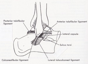 Ankle ligaments, in ankle sprain.